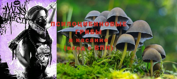 прущие грибы Алексеевка